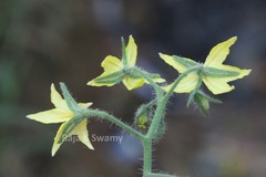 Lycopersicon esculentum